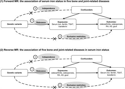 Association between serum iron status and the risk of five bone and joint-related diseases: a Mendelian randomization analysis